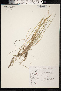 Poa pratensis image