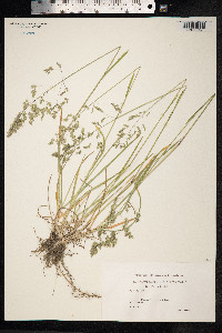 Poa pratensis image