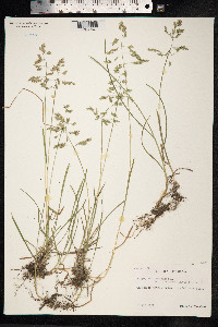 Poa pratensis image