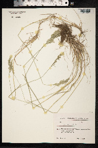 Poa pratensis image
