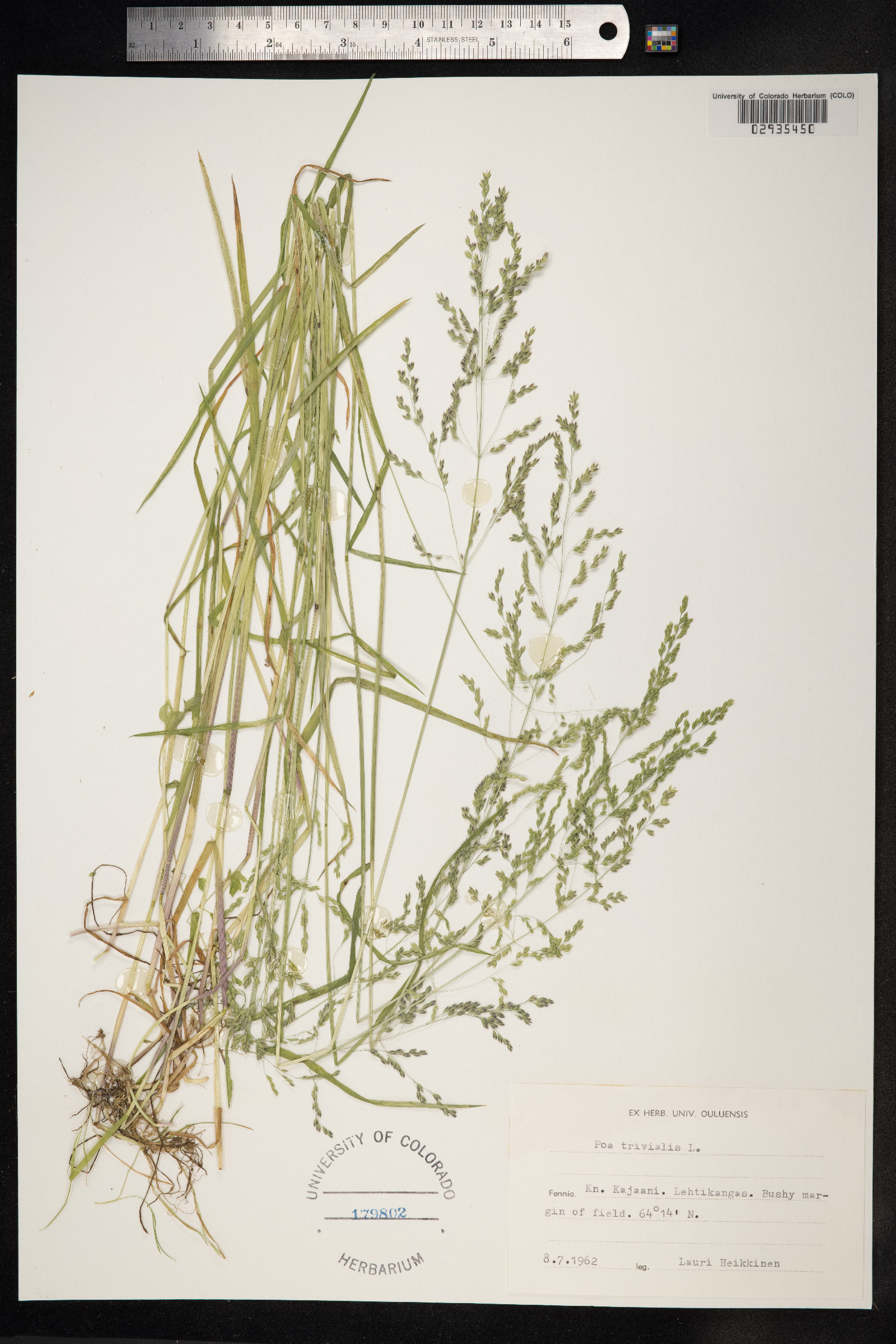 Poa trivialis image
