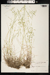 Poa trivialis image