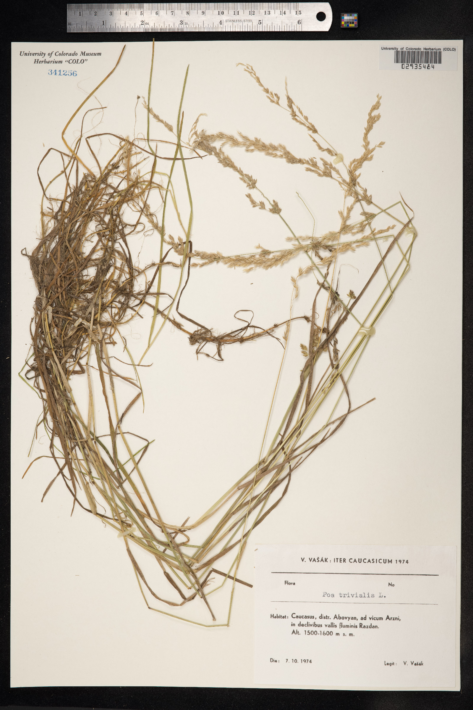 Poa image