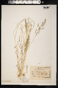 Poa trivialis image