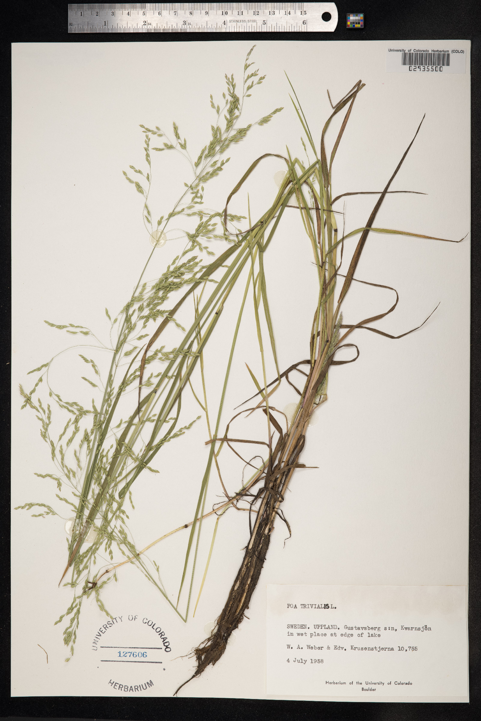 Poa trivialis image
