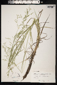 Poa trivialis image