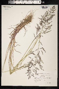 Poa trivialis image