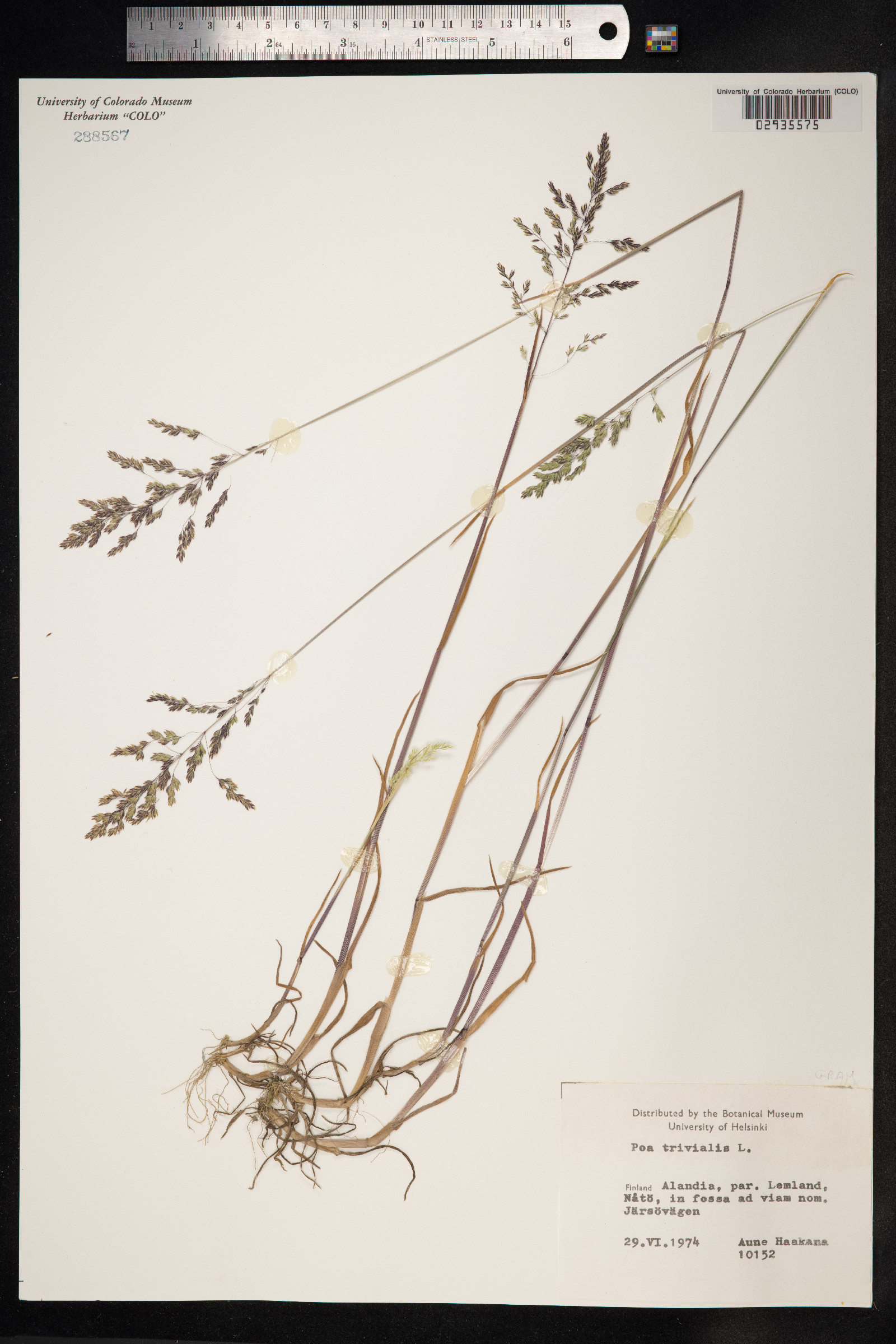 Poa trivialis image