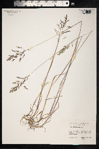 Poa trivialis image