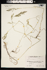 Poa trivialis image