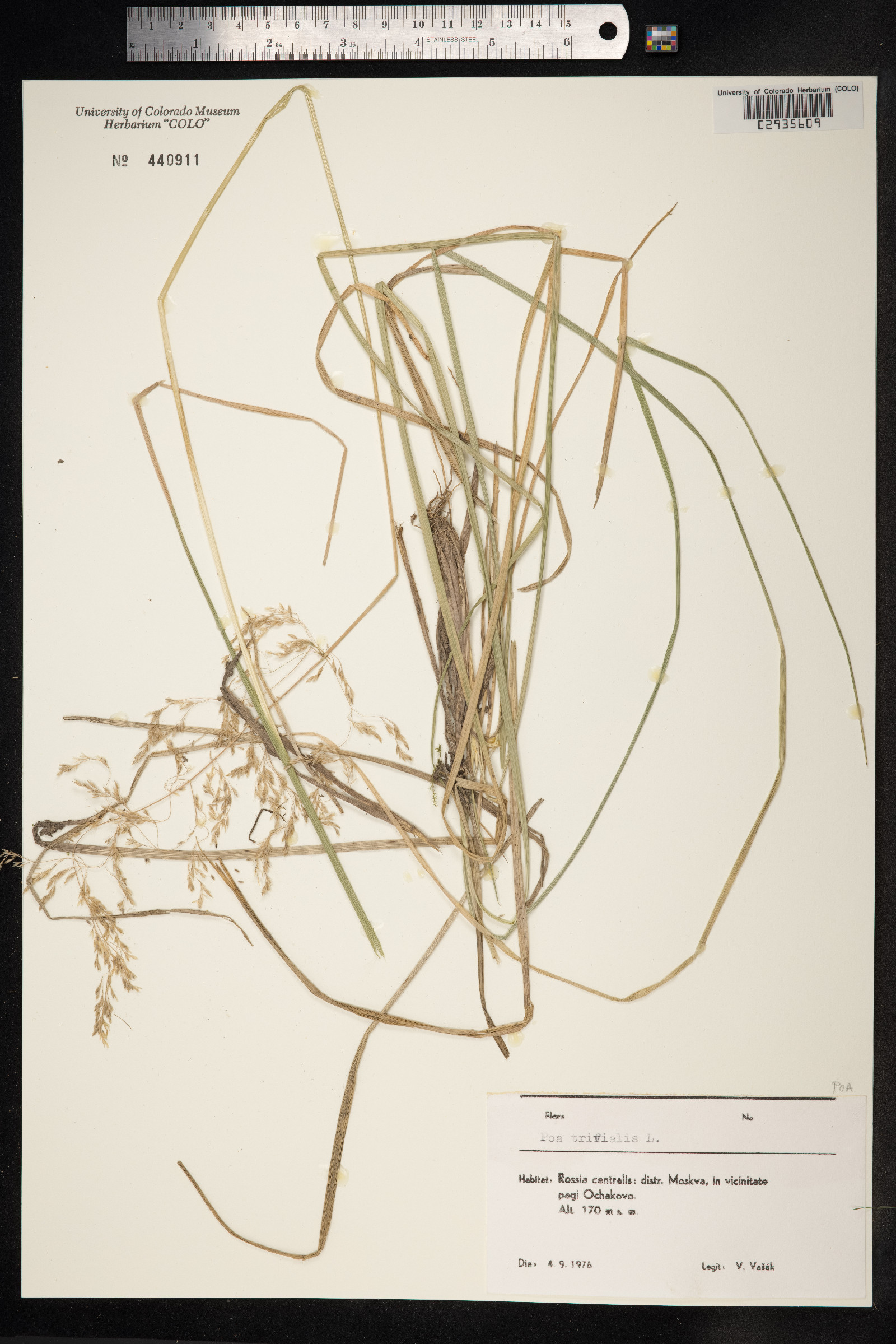 Poa trivialis image