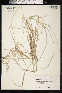 Poa trivialis image