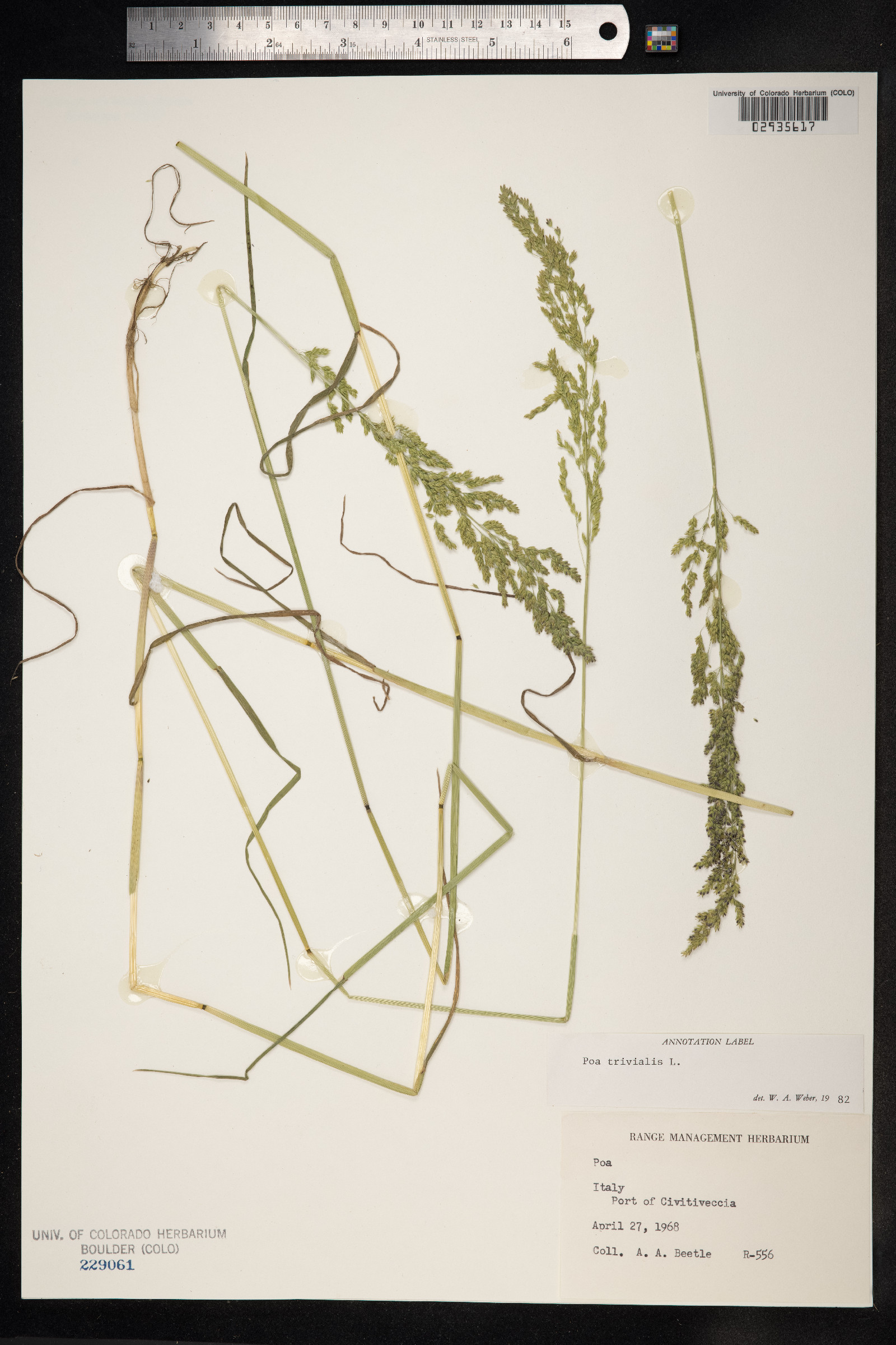 Poa trivialis image