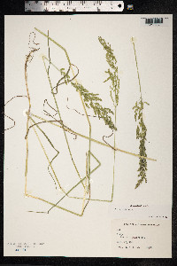 Poa trivialis image