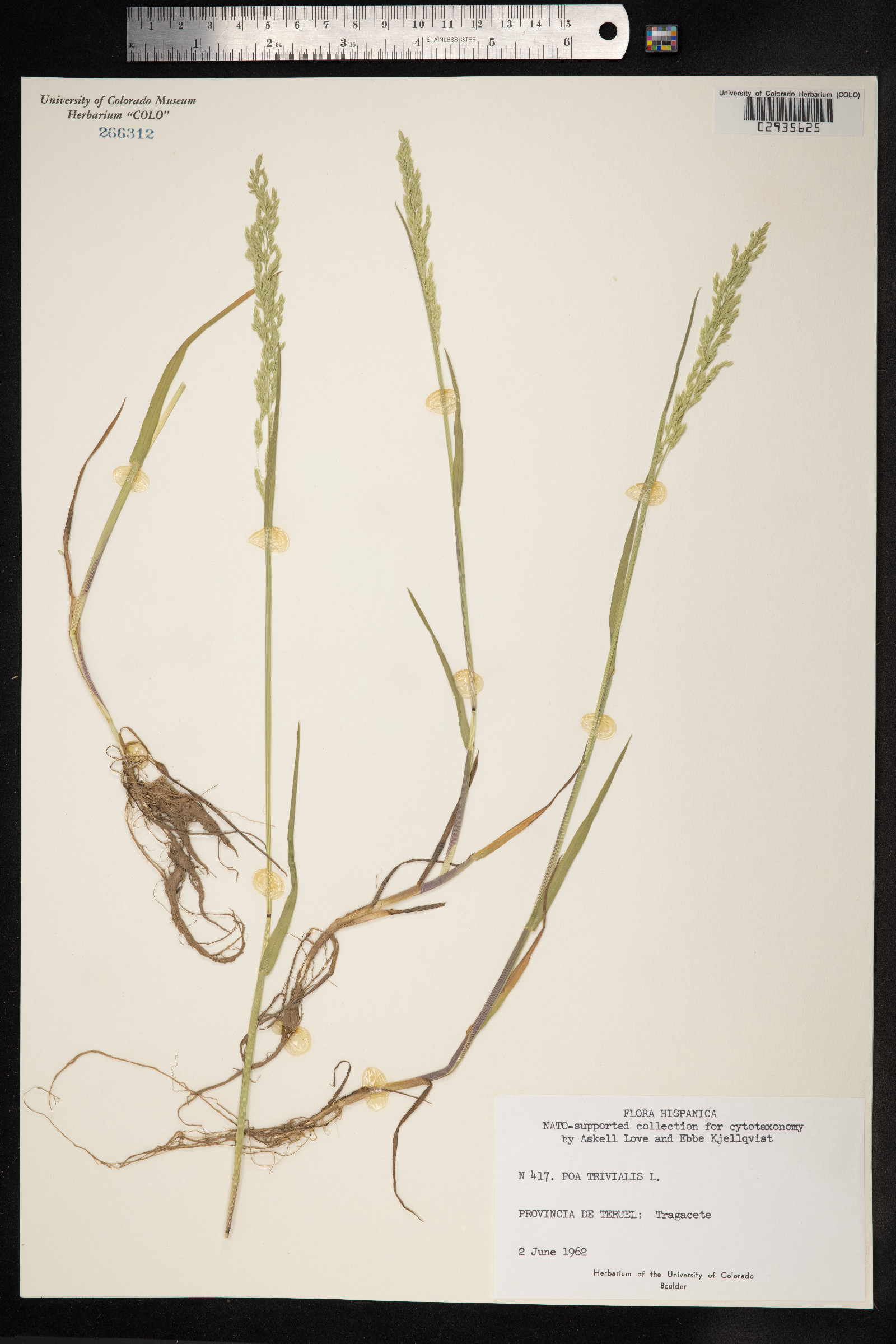 Poa trivialis image