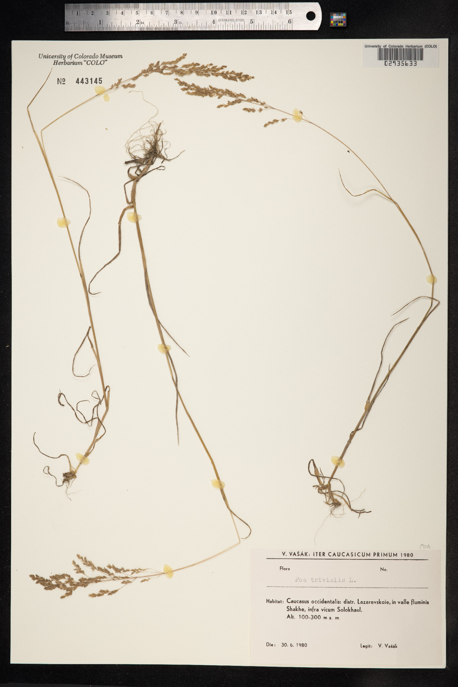 Poa trivialis image