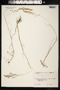 Poa trivialis image