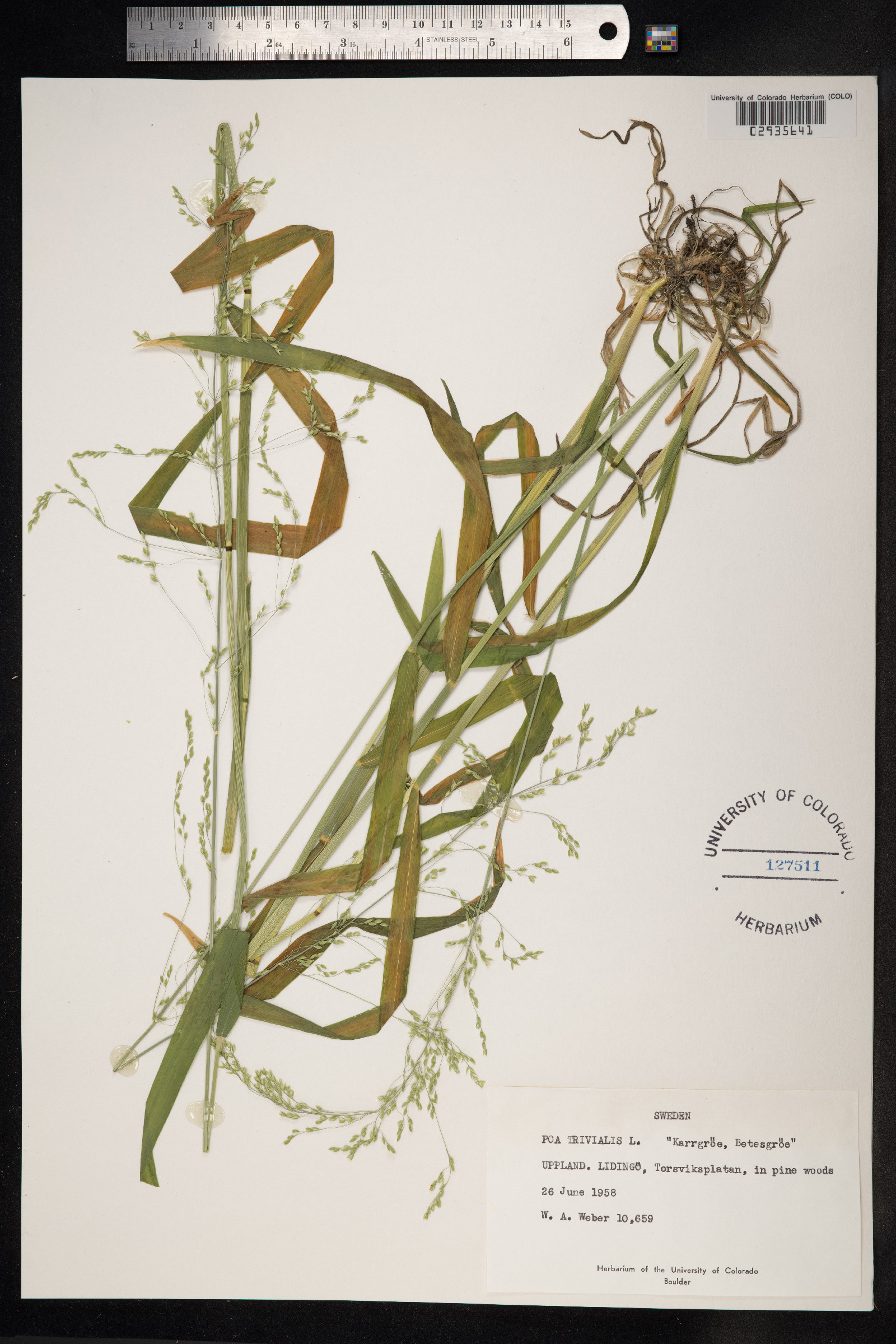 Poa trivialis image