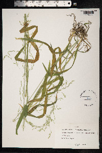 Poa trivialis image