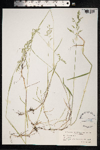 Poa trivialis image