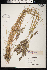 Poa trivialis image