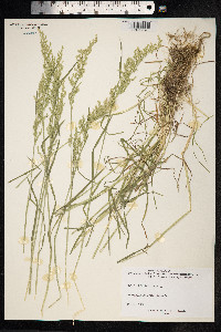 Poa trivialis image