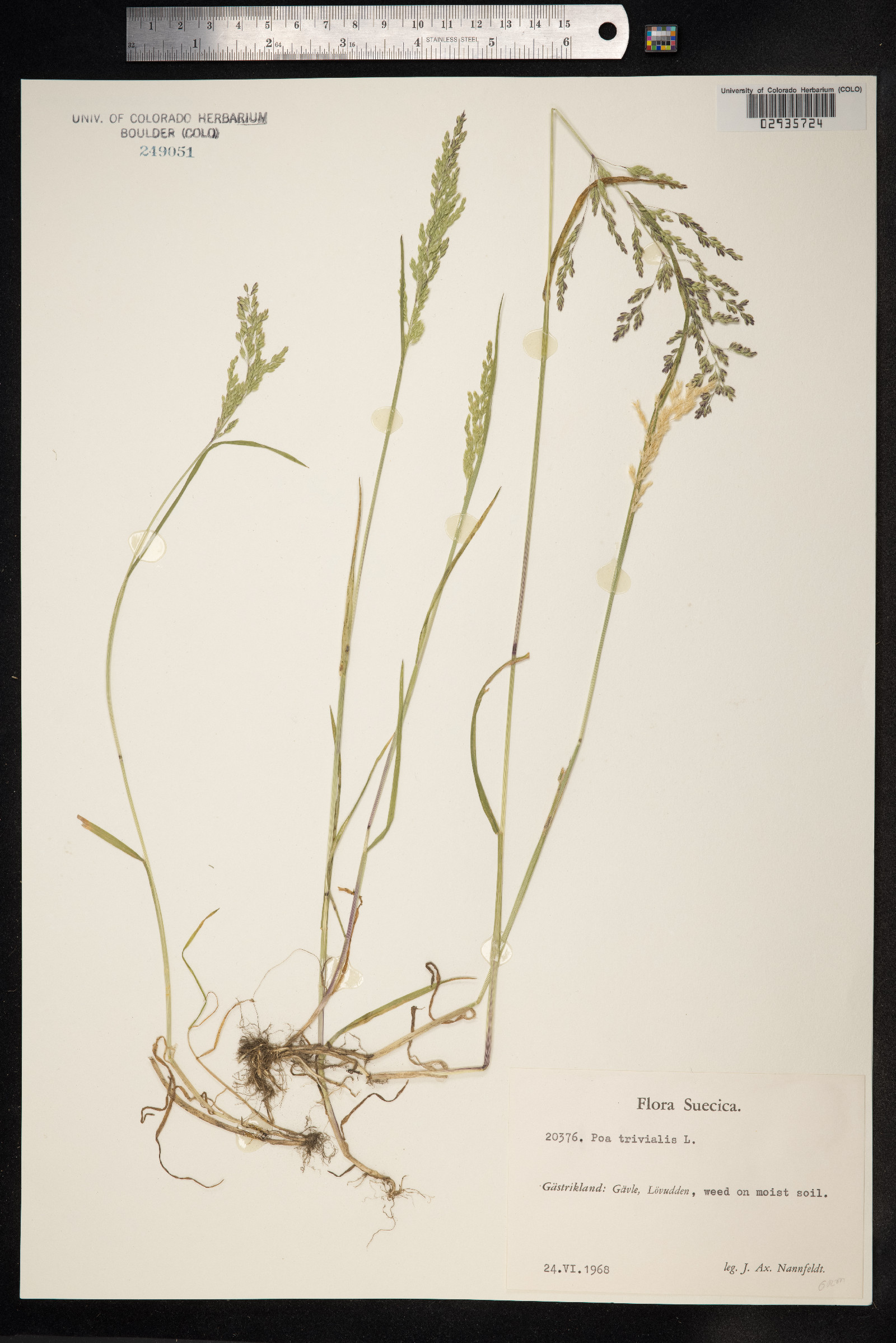 Poa trivialis image