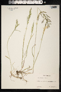Poa trivialis image