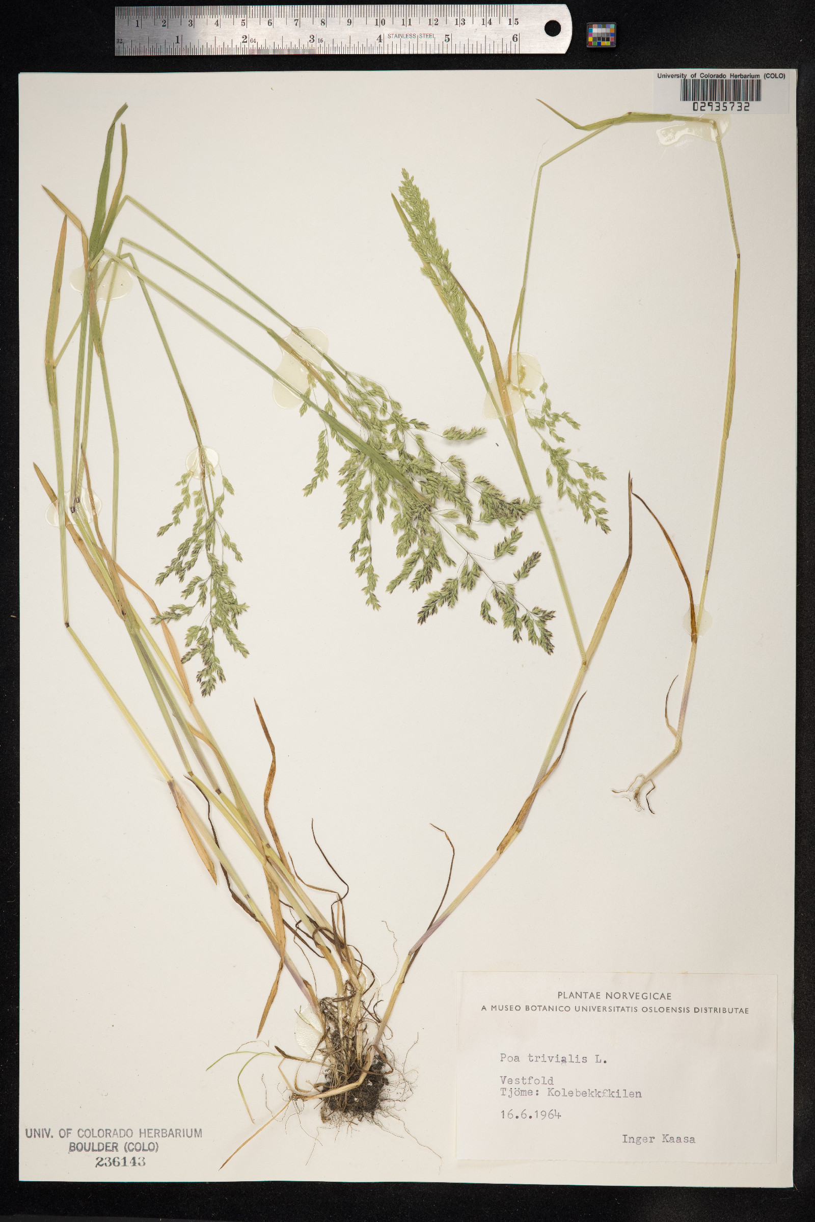 Poa trivialis image