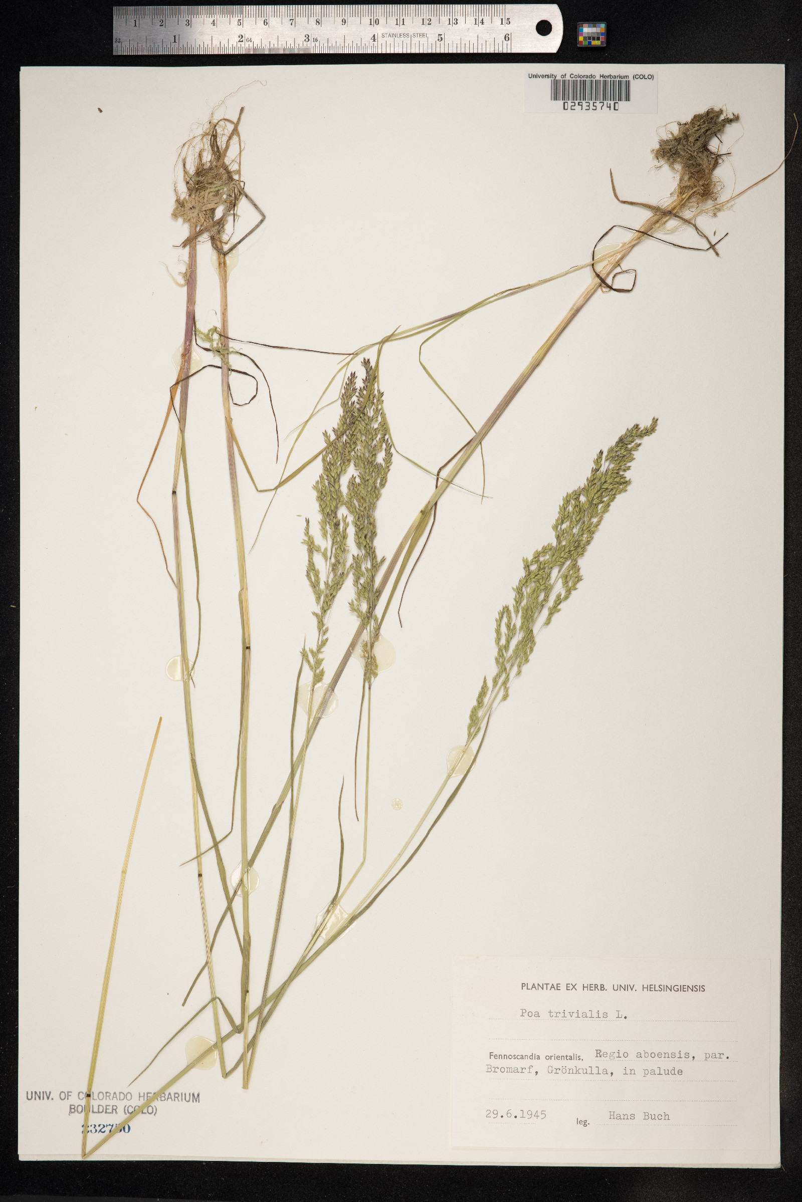 Poa trivialis image