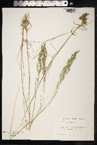 Poa trivialis image