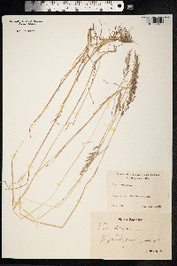 Poa trivialis image