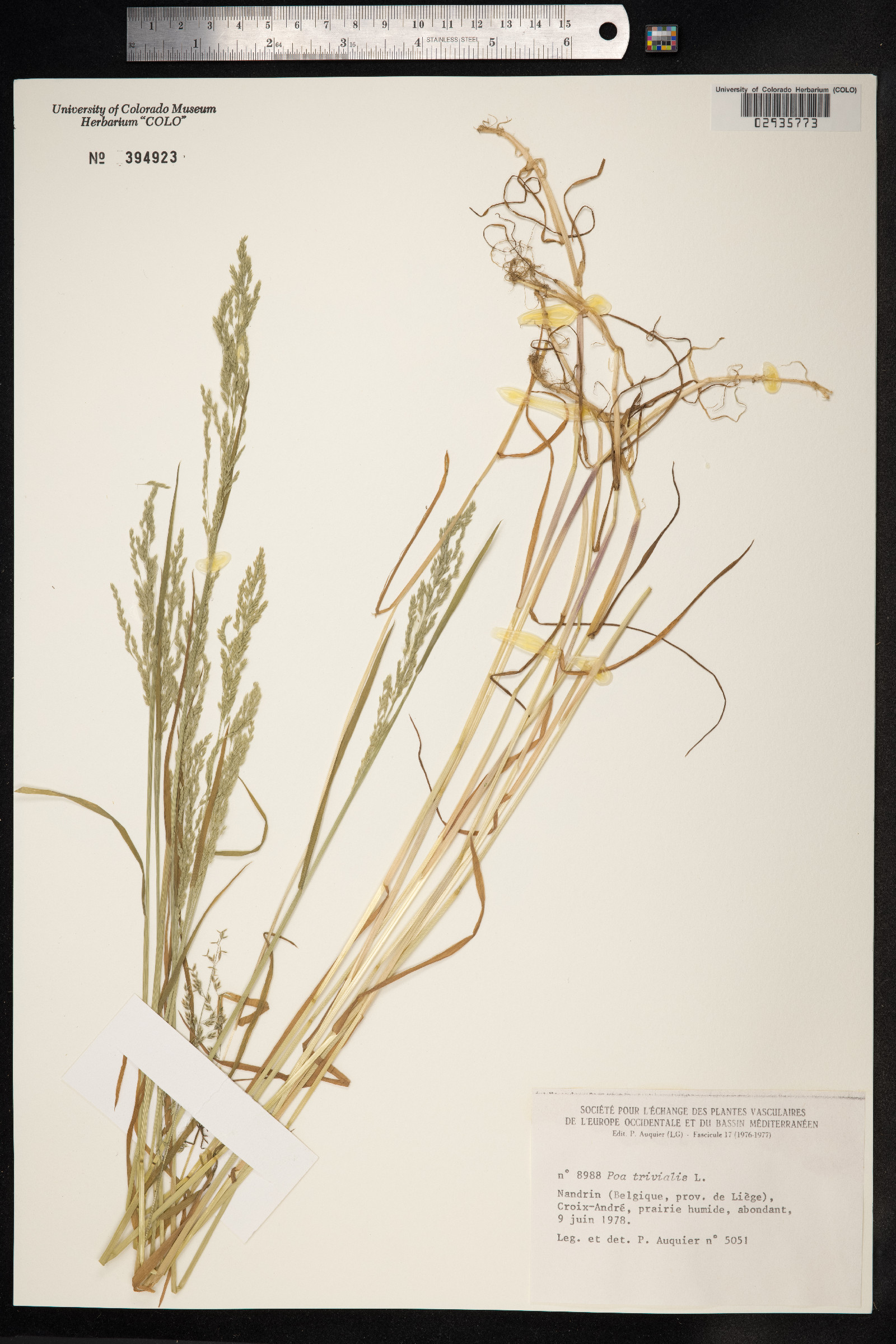 Poa trivialis image