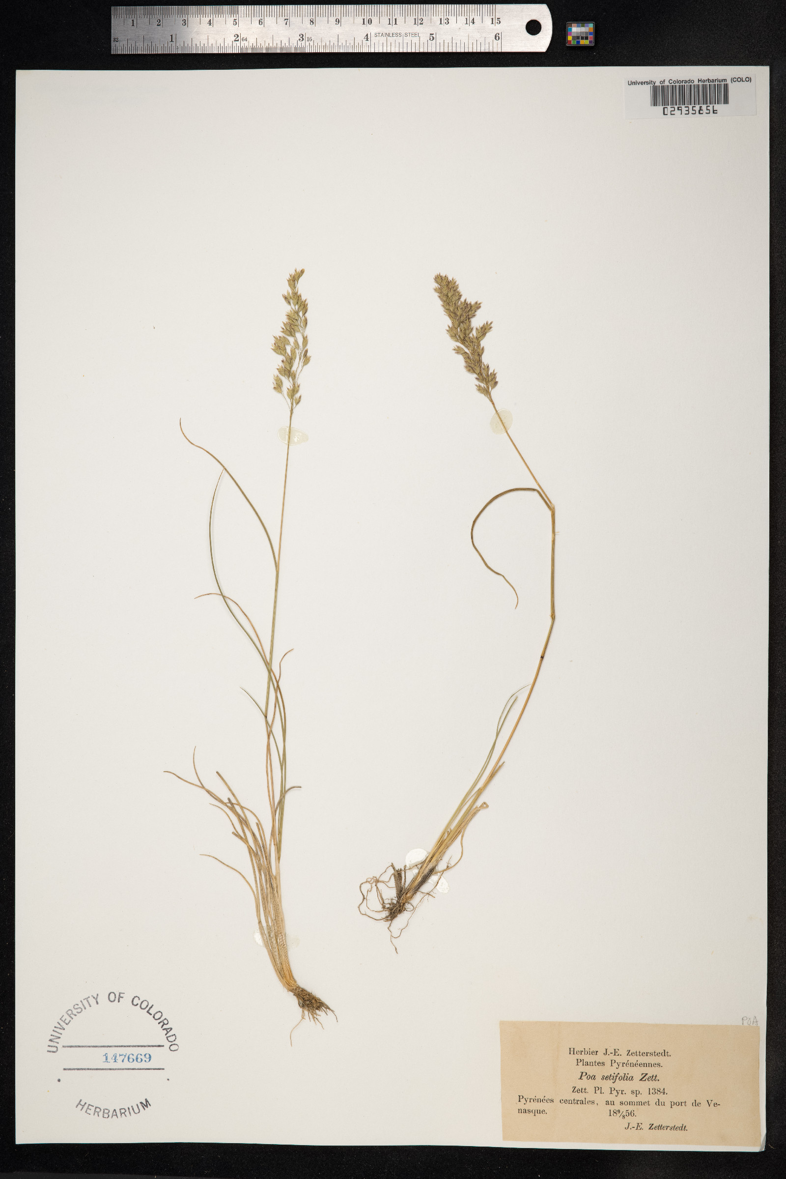 Eragrostis pastoensis image