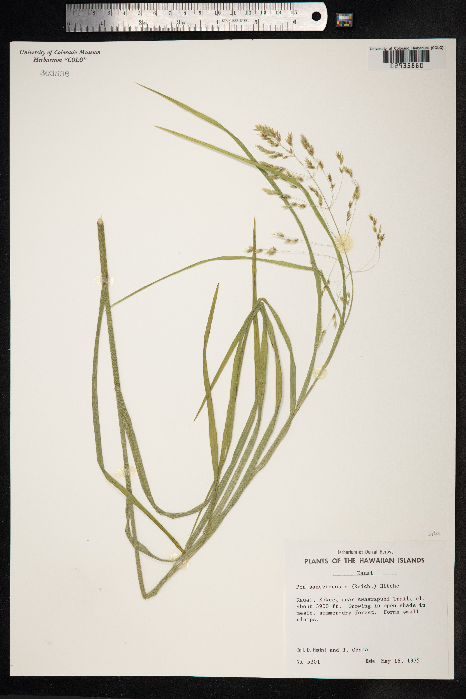 Poa sandvicensis image
