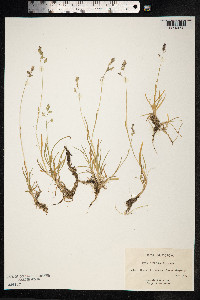 Poa supina image