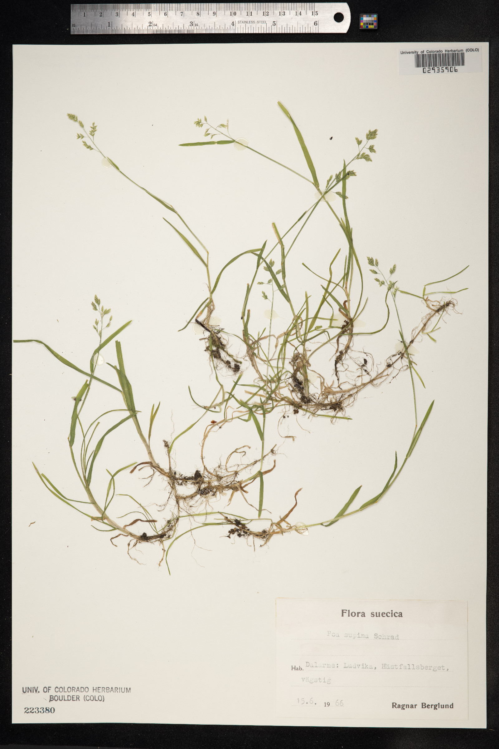 Poa supina image