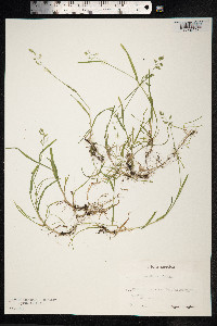 Poa supina image