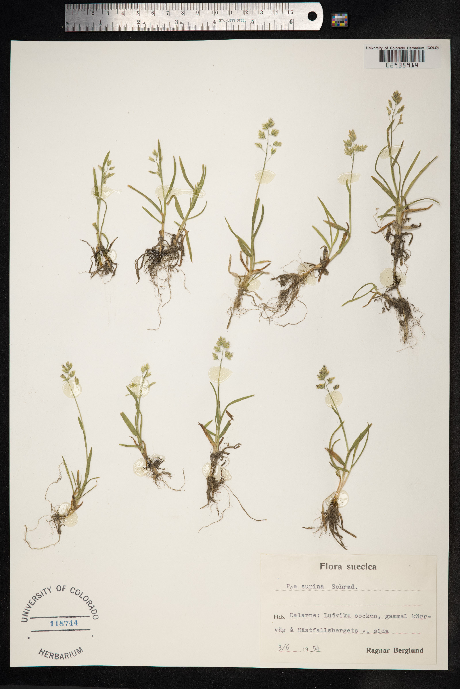 Poa supina image