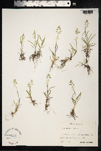 Poa supina image