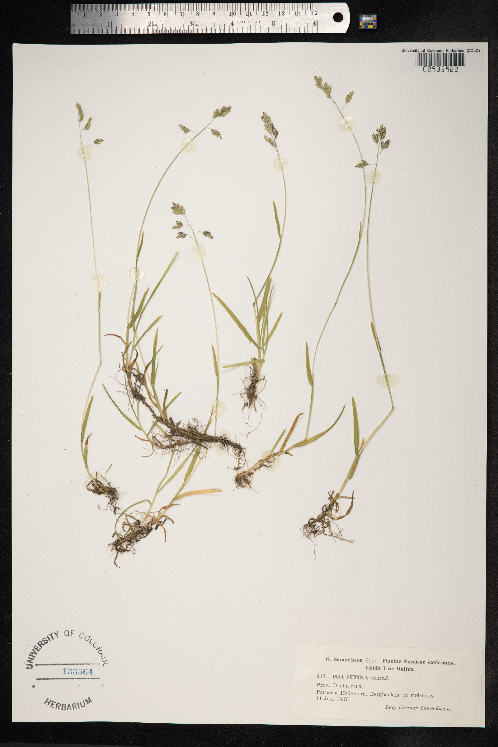 Poa supina image