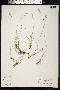 Poa supina image