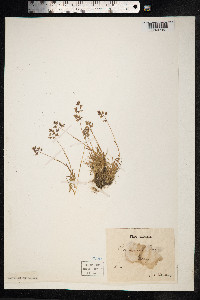 Poa supina image