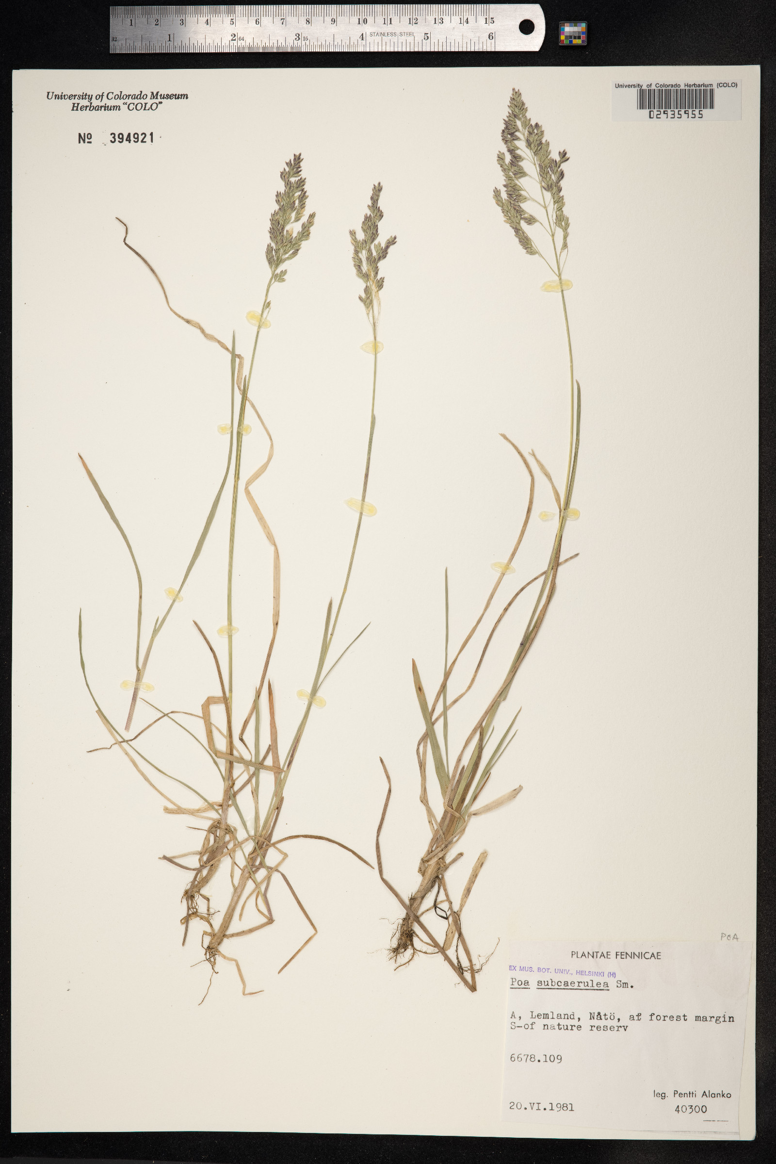 Poa pratensis ssp. irrigata image