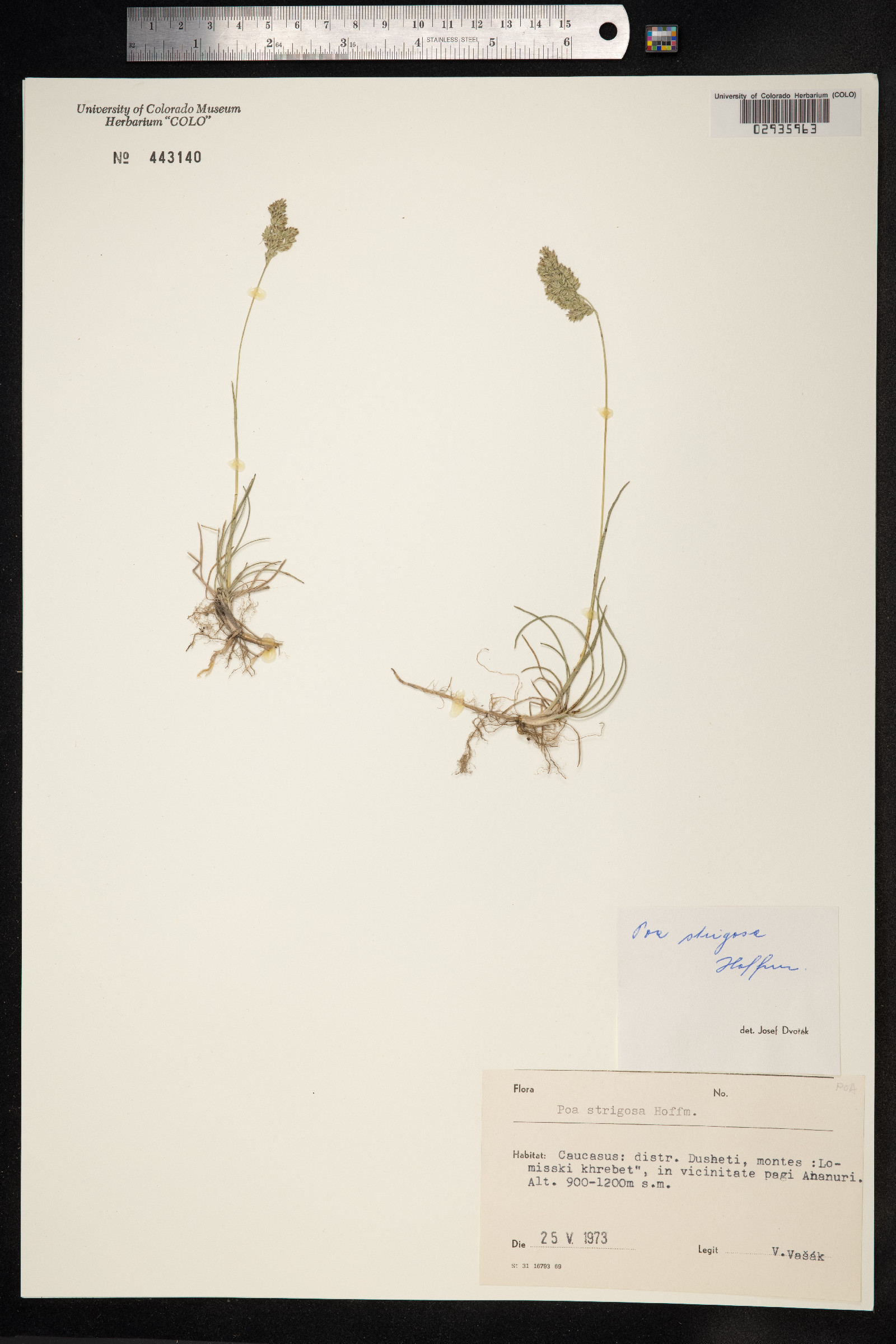 Poa pratensis ssp. angustifolia image