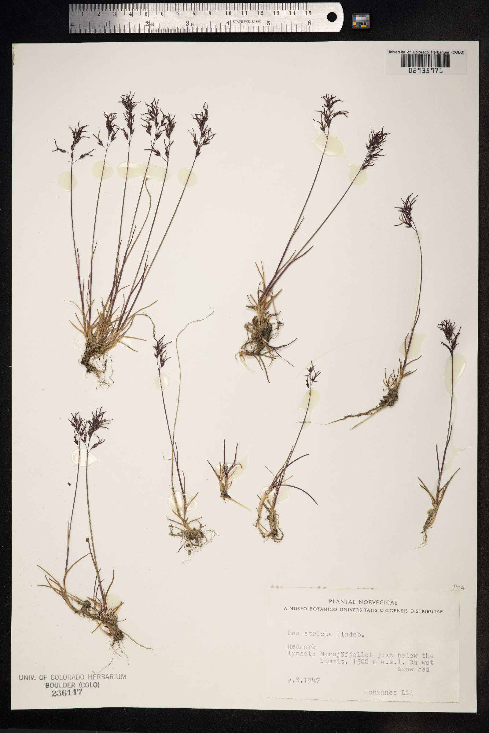 Poa arctica var. stricta image
