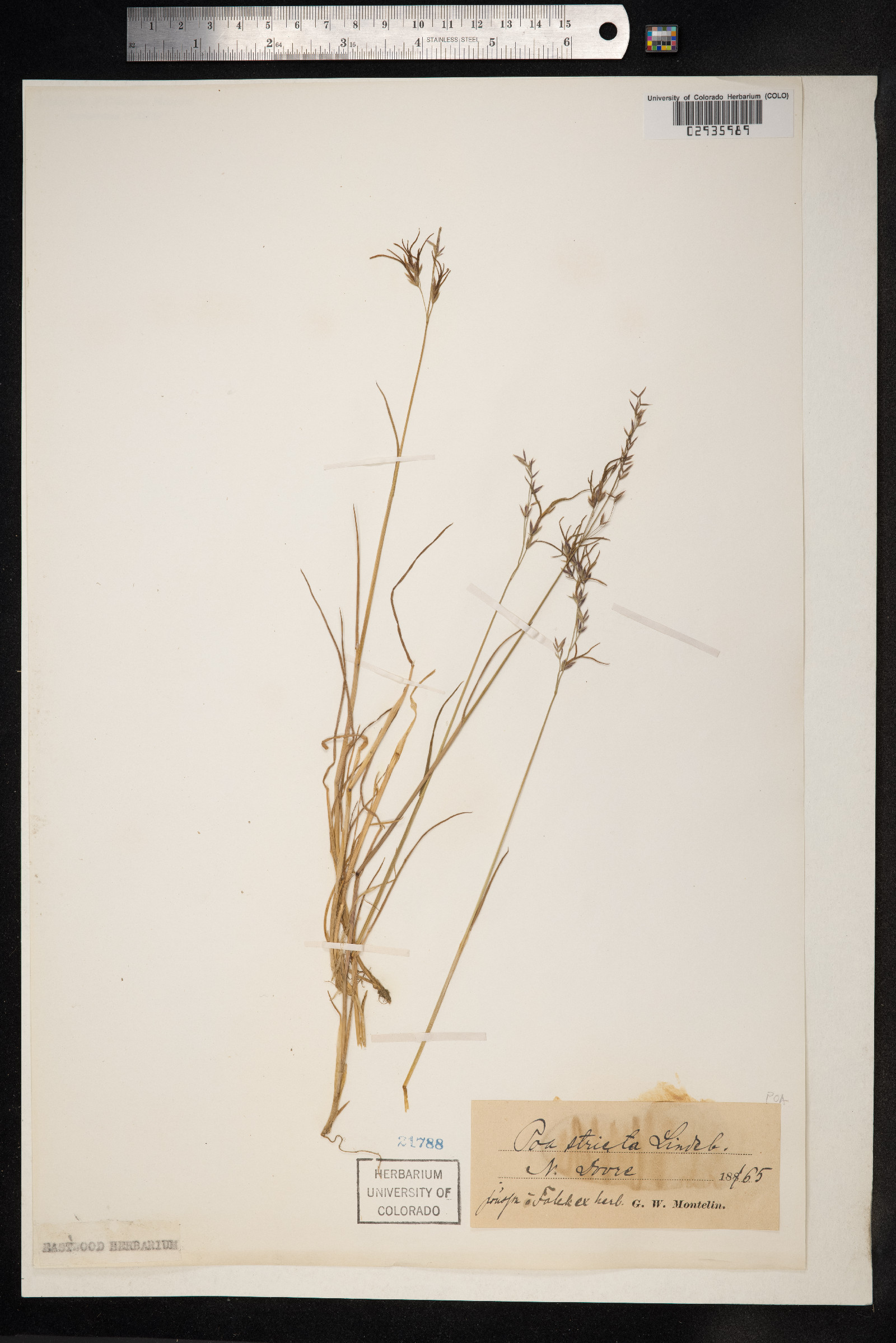 Poa arctica var. stricta image