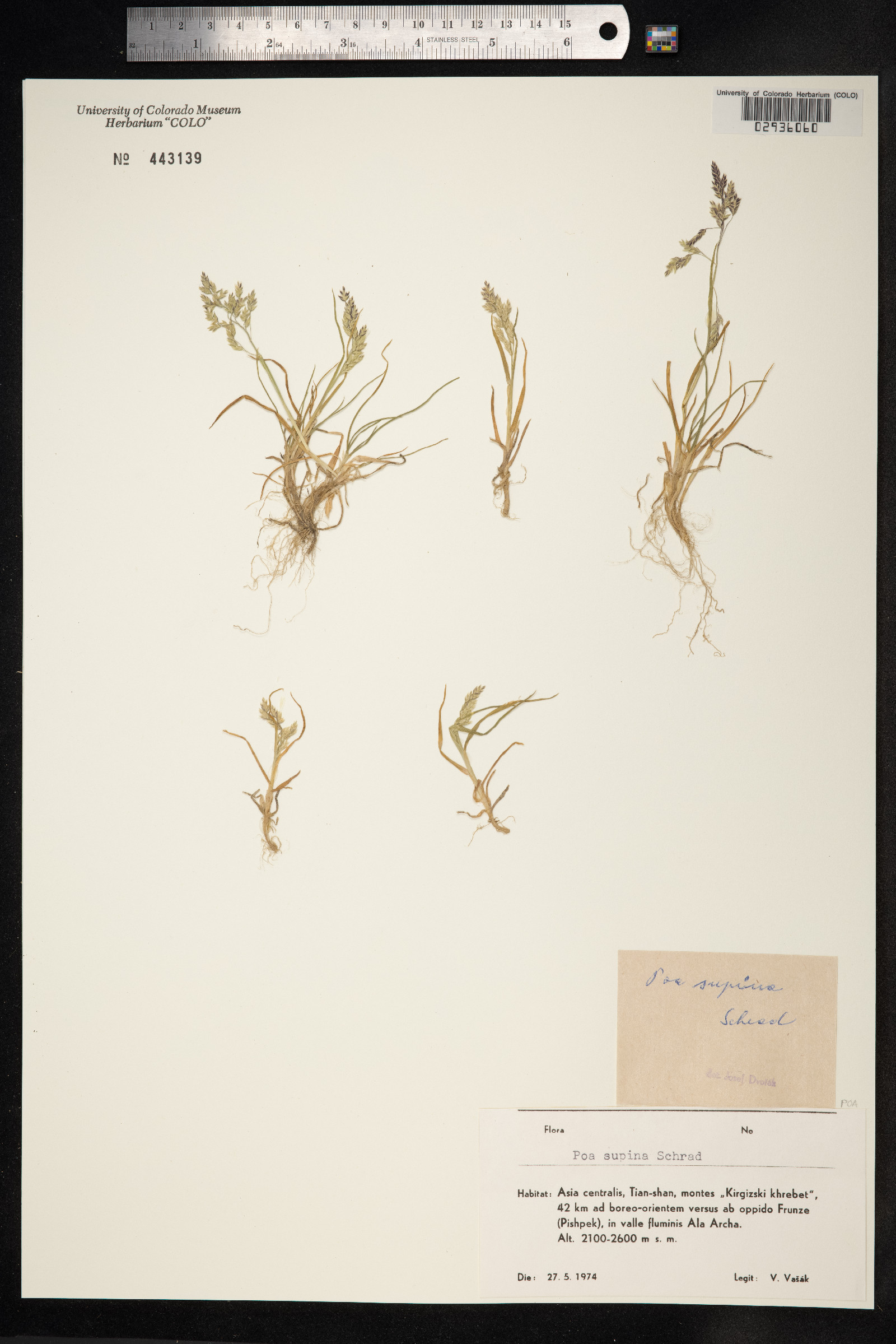 Poa supina image