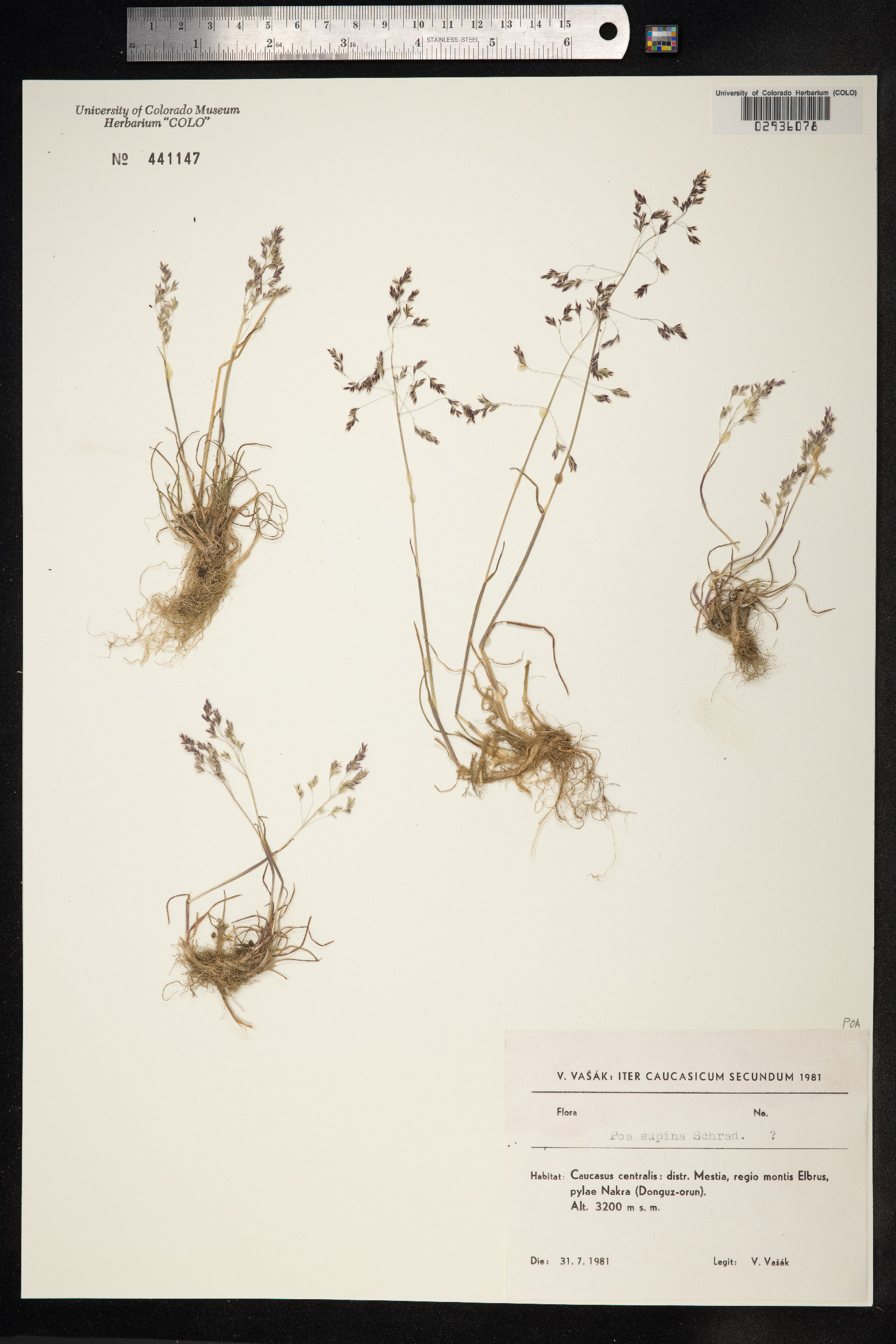 Poa supina image