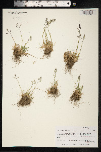 Poa supina image